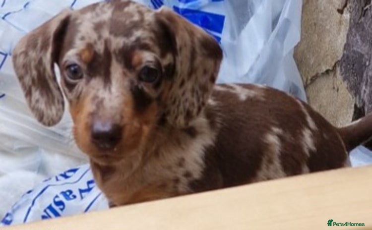 Dachshund dogs - Advert 1