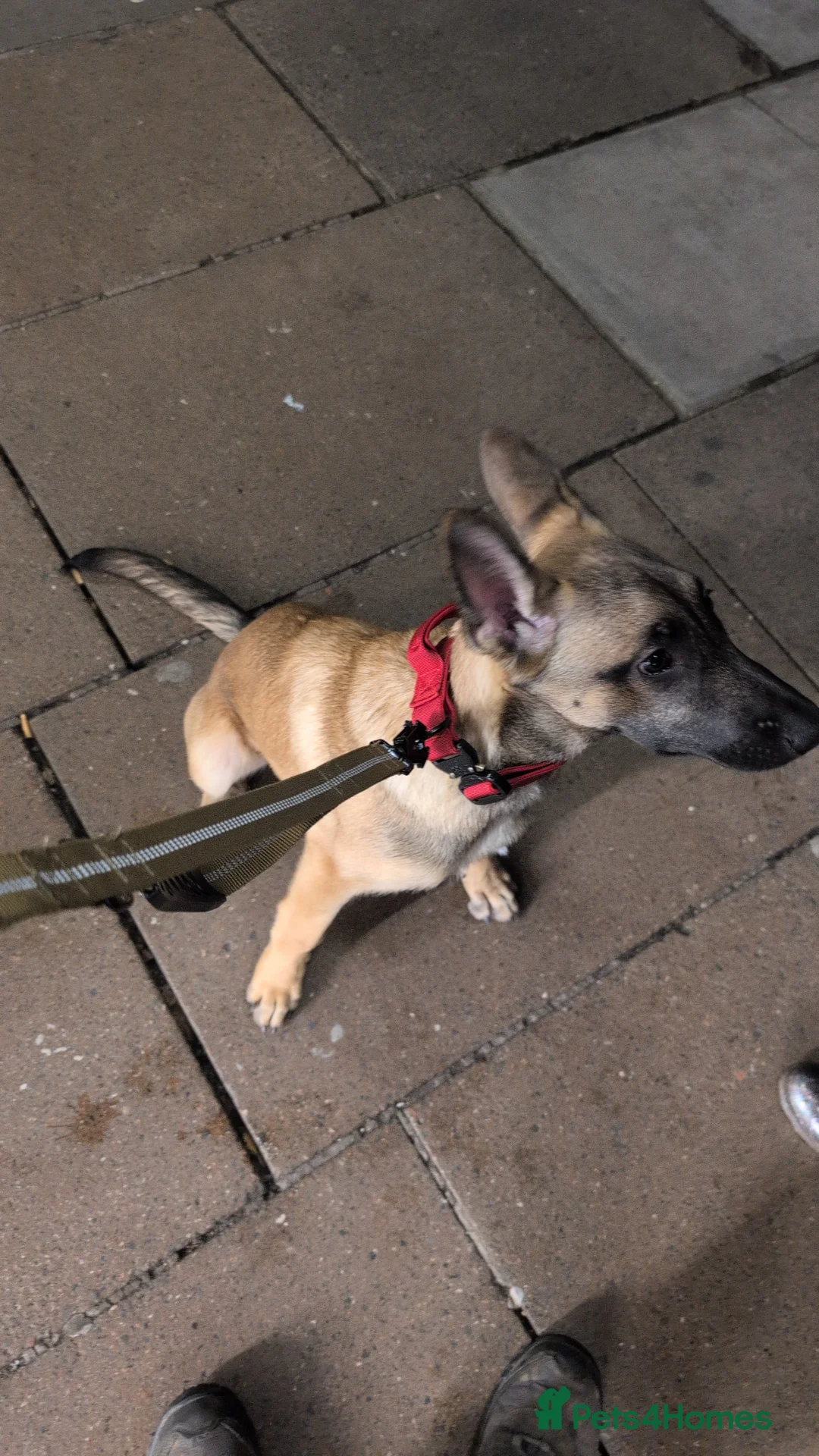 Belgian Shepherd Dog dogs for sale: Female Belgian malinois 8 months - Advert 8