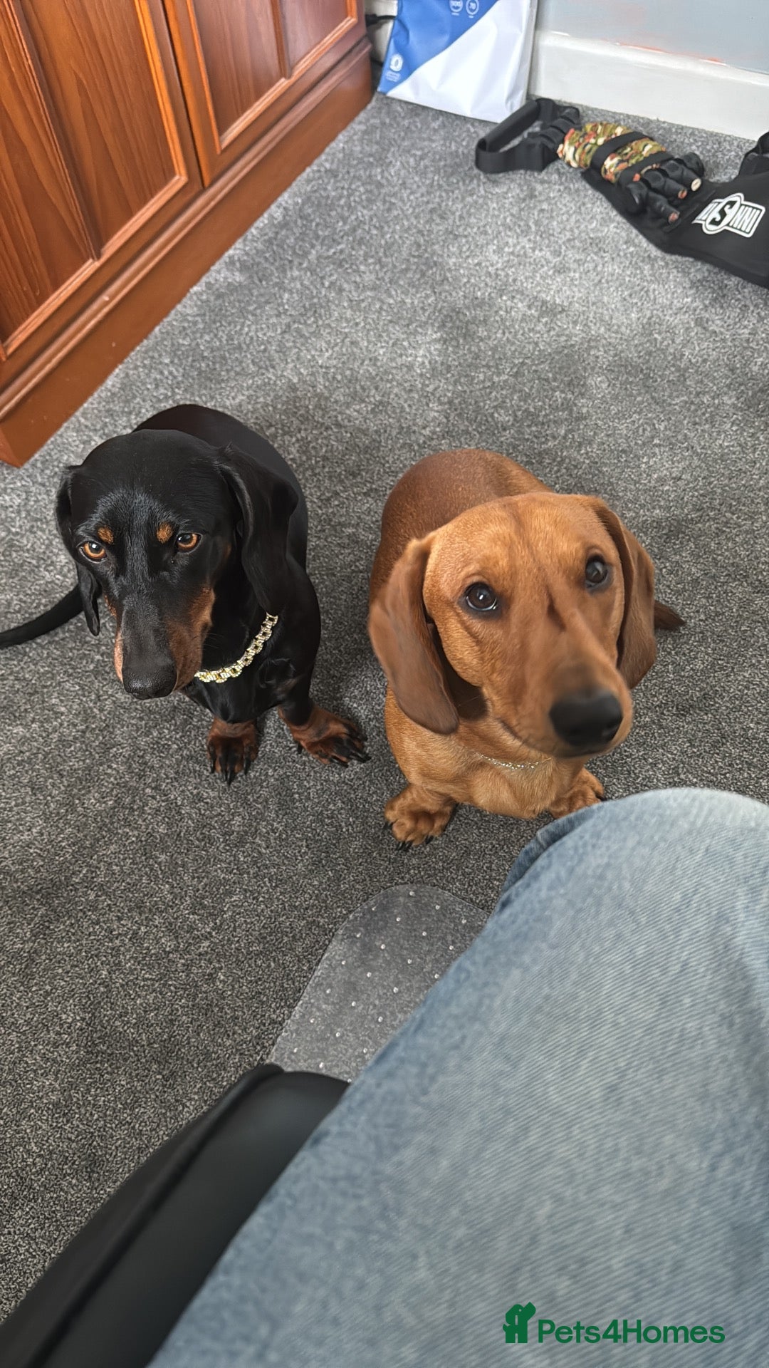 Dachshund dogs Dachshund looking for a New home - Advert 17