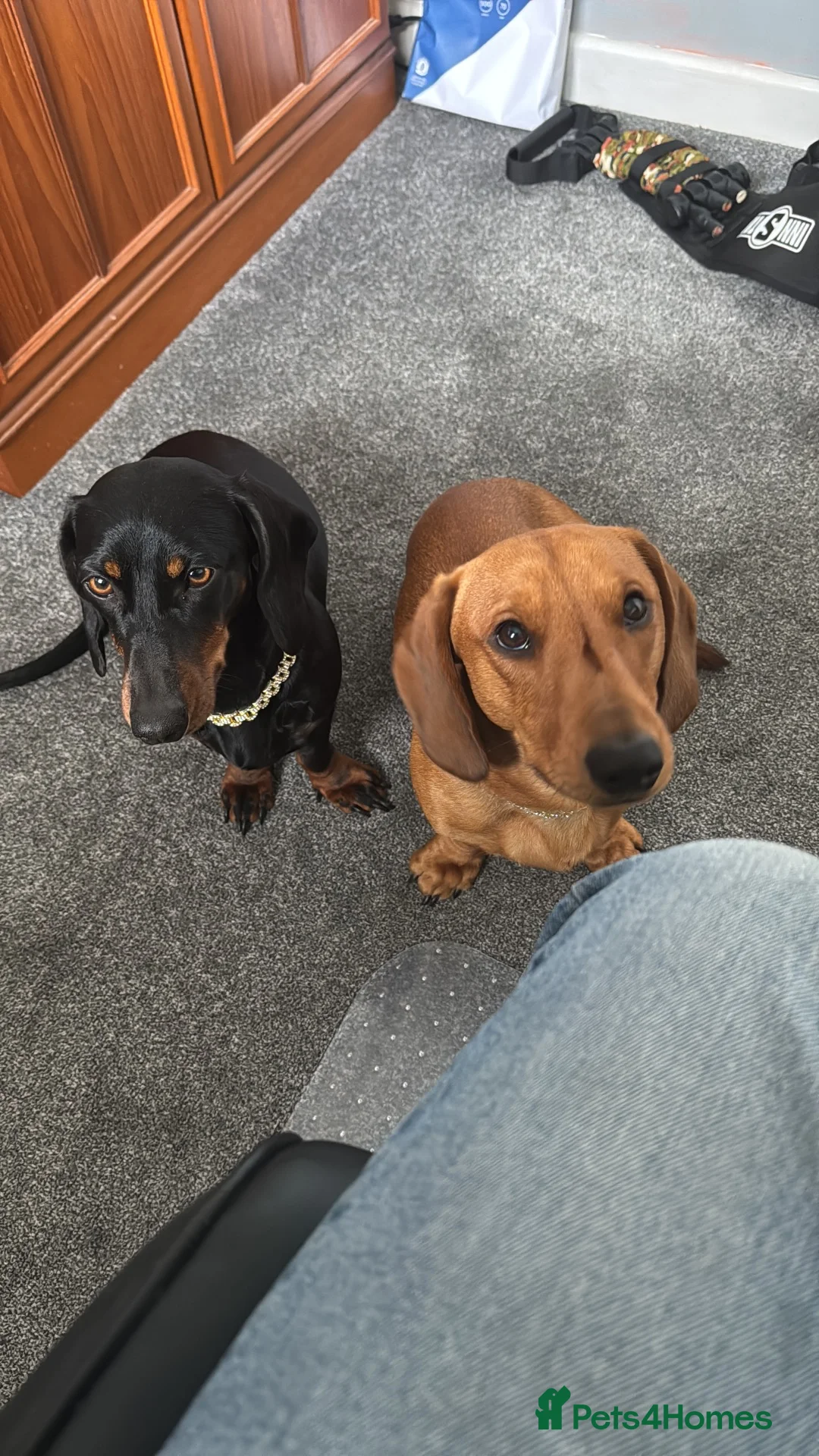 Dachshund dogs for sale: Dachshund looking for a New home - Advert 1