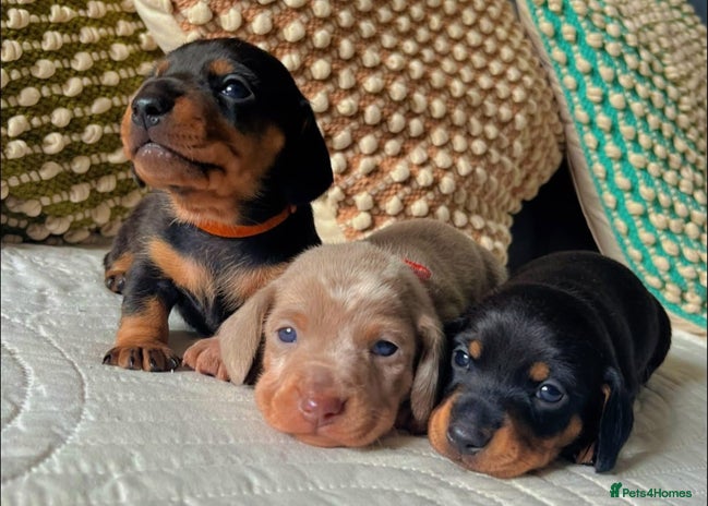 Miniature Dachshund dogs - Advert 13
