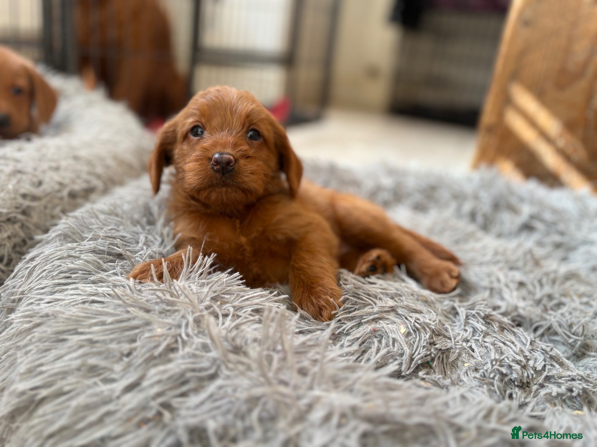 Labradoodle dogs F1B Quality Health Tested Fox Red Labradoodle  - Advert 2