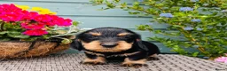 Dachshund dogs for sale: 🐾🌿 KC Registered Teckel Dachshund Litter 🌿🐾 - Advert 22