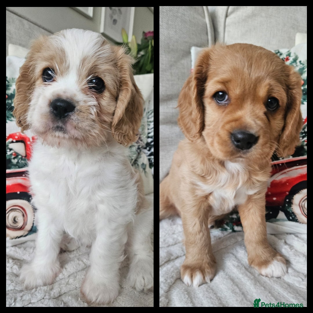 Mixed Breed dogs for sale: Cavapoo girl Ready for forever home - Advert 3
