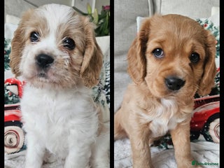 Mixed Breed dogs 2 Female Cavapoo Puppies Ready from 24 Dec - Advert 5