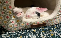 Mixed Breed cats for sale: 5 kittens for sale  - Image 7