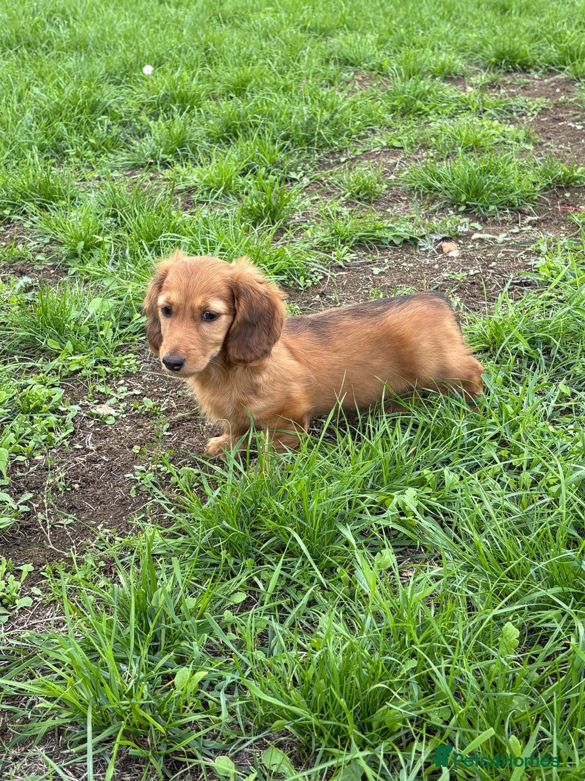 Dachshund dogs KC Reg, Champion Bloodline, Female Mini Dachshund - Advert 2