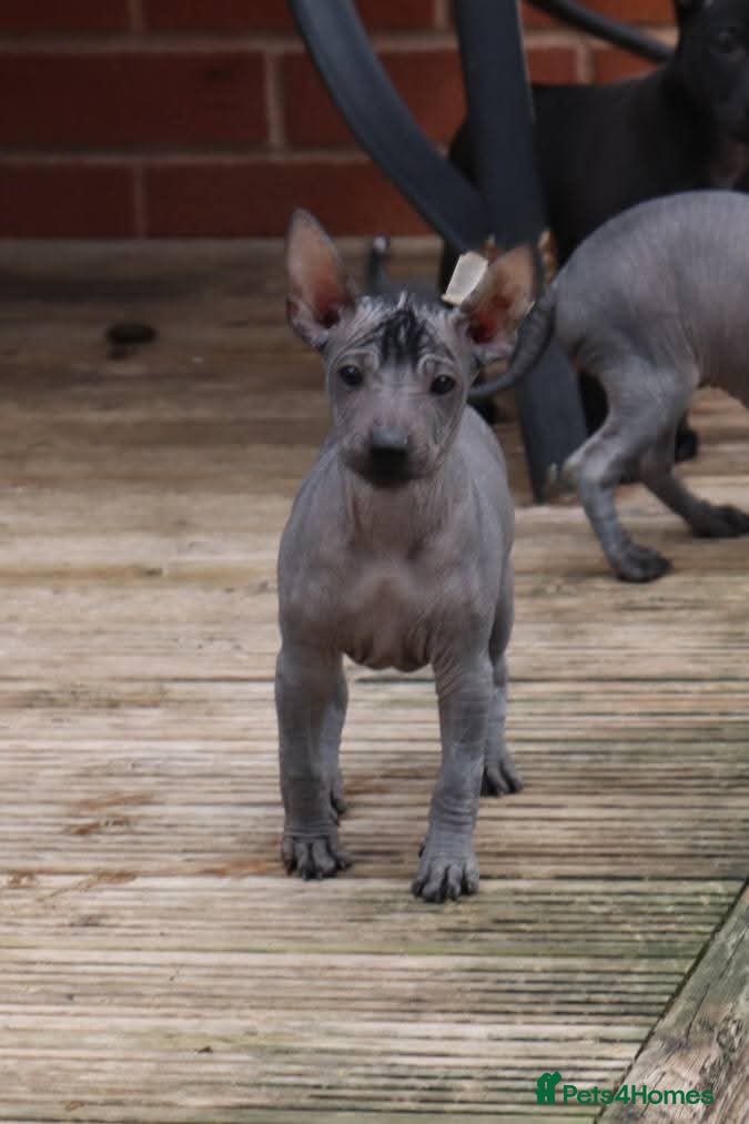 Mexican Hairless dogs Mini size girls  ** naked 1700 1 coated boy 1200. - Advert 3