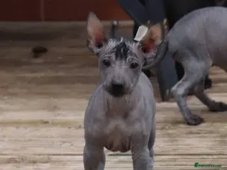 Mexican Hairless dogs Mini size girls ** naked 1700 1 coated boy 1200. - Advert 3