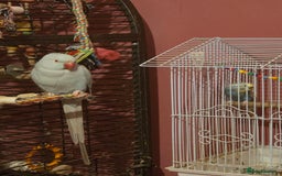 Parakeets birds for sale: parakeet parrot  - Advert 1