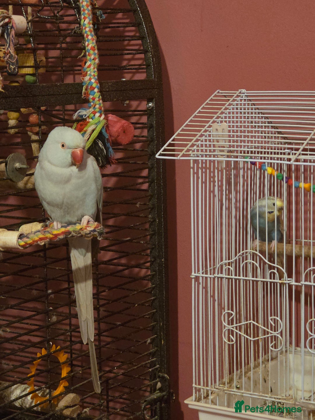 Parakeets birds for sale: parakeet parrot  - Advert 1