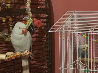 Parakeets birds parakeet parrot - Advert 13