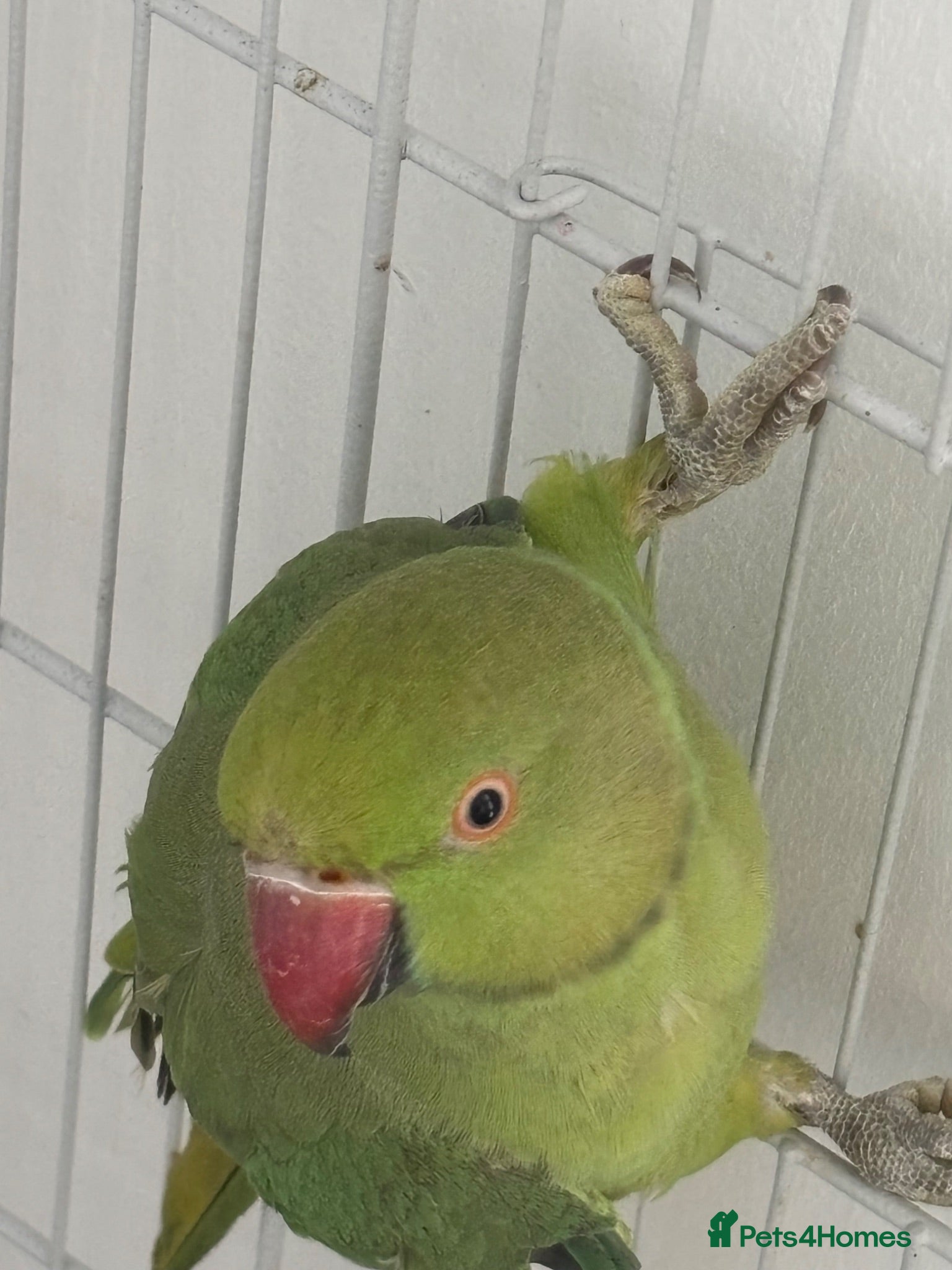 Parakeets birds 2 Indian ring necks for sale  - Advert 1