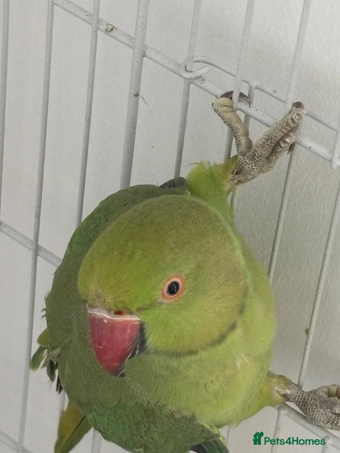 Parakeets birds for sale: 2 Indian ring necks for sale  in Leigh - Advert 1