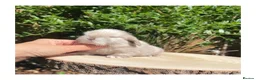 Mini Lop rabbits for sale: Beautiful mini lops for sale  - Advert 6
