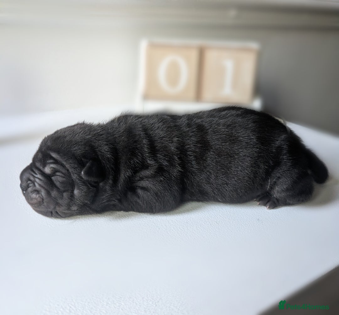 Shar Pei dogs for sale: Shar Pei Puppies - Ready 23rd December - Image 14