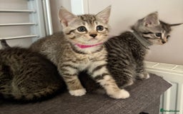 Mixed Breed cats for sale: Silver & brown British shorthair / bengal kittens  - Image 1