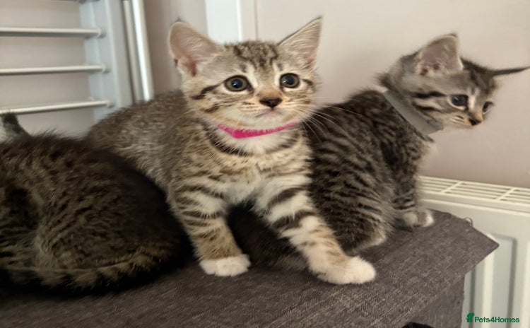 Mixed Breed cats - Advert 6