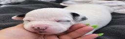 Mixed Breed dogs for sale: 5 beautiful staffy  ** tiff puppies for sale  in Maidstone - Advert 6