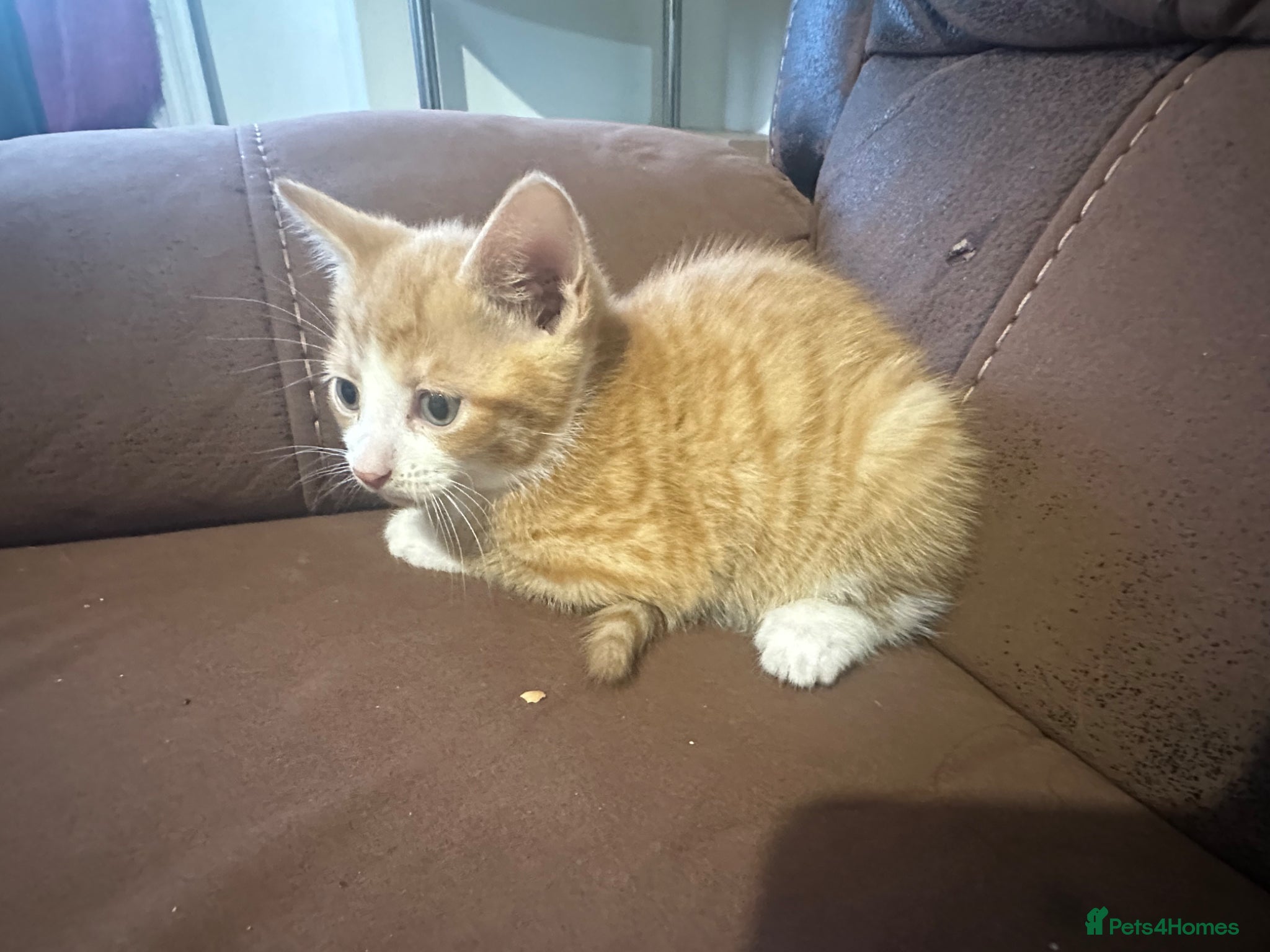 Mixed Breed cats Beautiful kittens - Advert 15