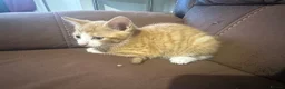 Mixed Breed cats for sale: Beautiful kittens - Advert 7