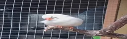 Finches birds for sale: Zebra finches  in Downham Market - Advert 4