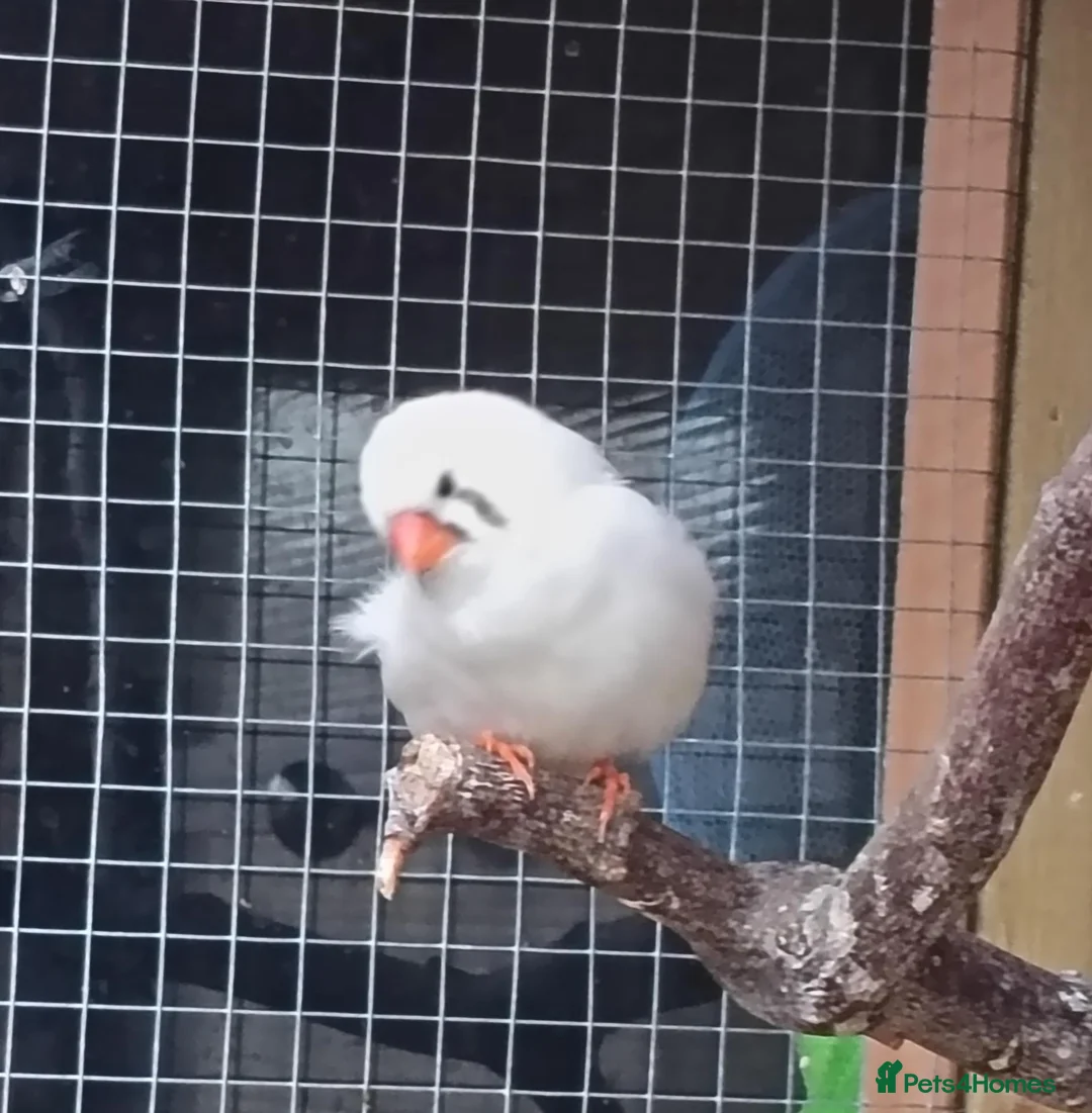 Finches birds for sale: Zebra finches  in Downham Market - Advert 4