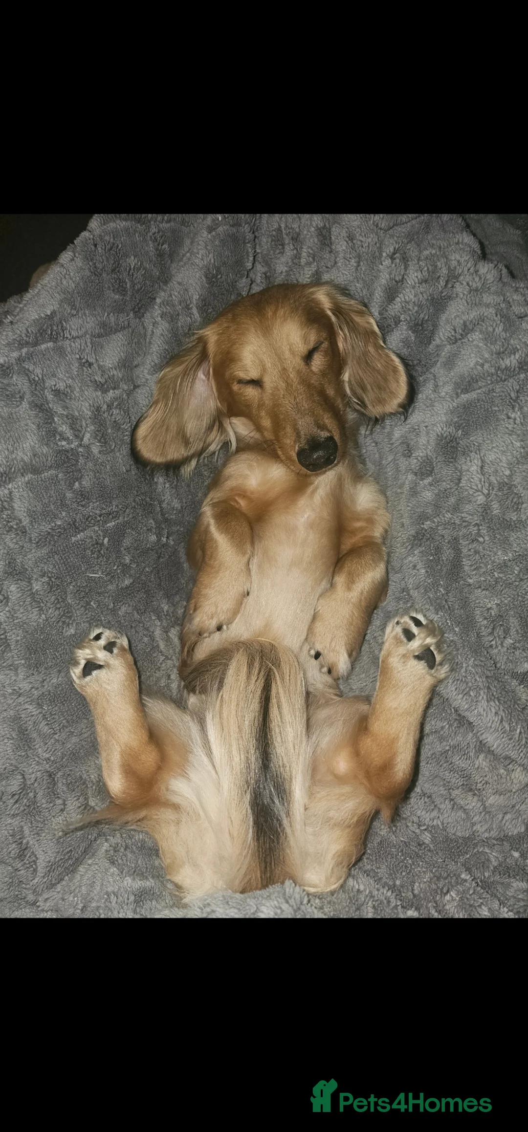 Dachshund dogs for stud: Proven Mini Dachshund Stud KC Reg, DNA tested ☀️🐾 - Advert 2