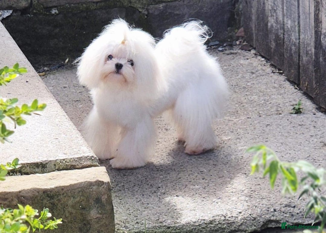 Maltipoo dogs for sale: Upcoming Litter Announcement- Toy size Maltipoo F1 - Advert 4