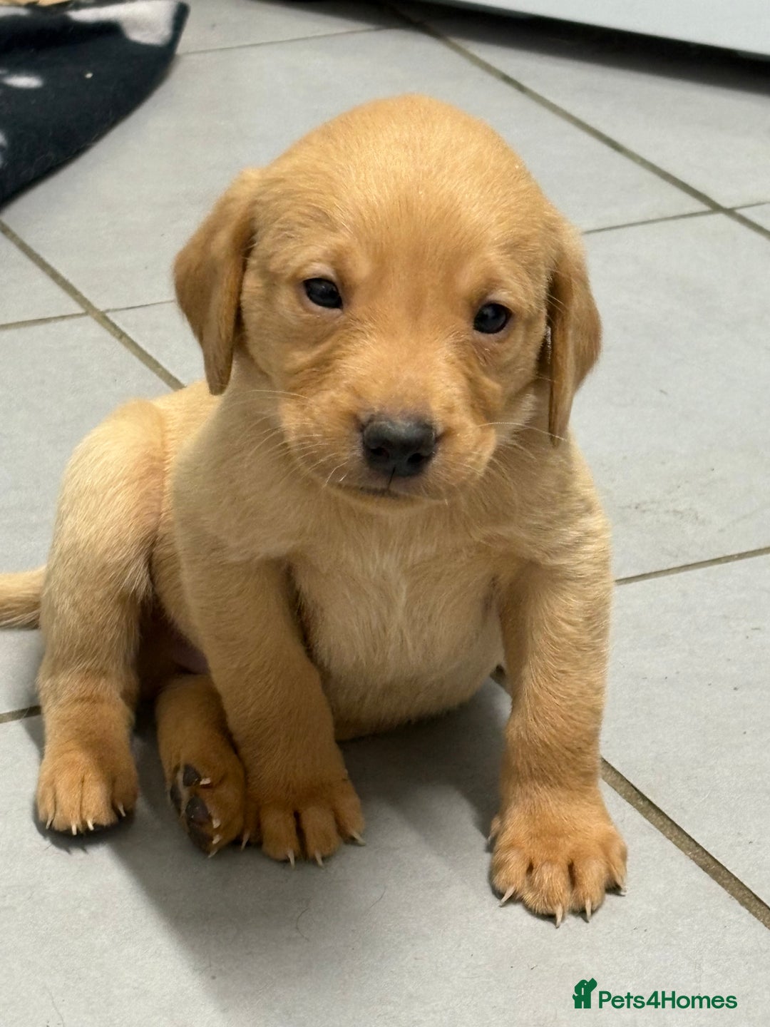 Labrador Retriever dogs for sale: Most Beautiful litter of KC Reg Fox Labradors - Advert 7