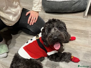Cockapoo dogs in Warrington - Advert 1