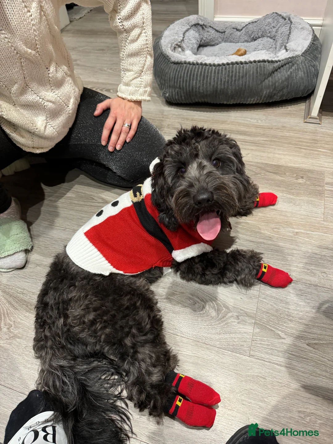 Cockapoo dogs for stud: Max 3 year old Cockapoo Stud £125 Experienced in Warrington - Advert 2