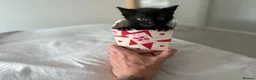 Mixed Breed cats for sale: 4 kittens for sale  - Advert 4