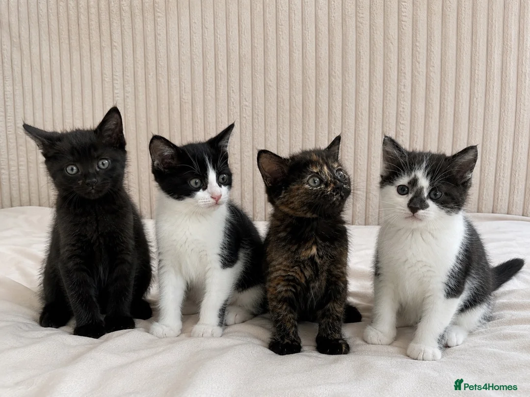 Mixed Breed cats for sale: 4 Kittens – Available 1st August | 3 Boys & 1 Girl in Melksham - Advert 1