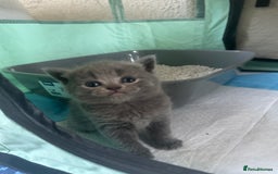 Scottish Fold cats for sale: Beautiful Scottish folds and straights kittens🎀 - Image 11