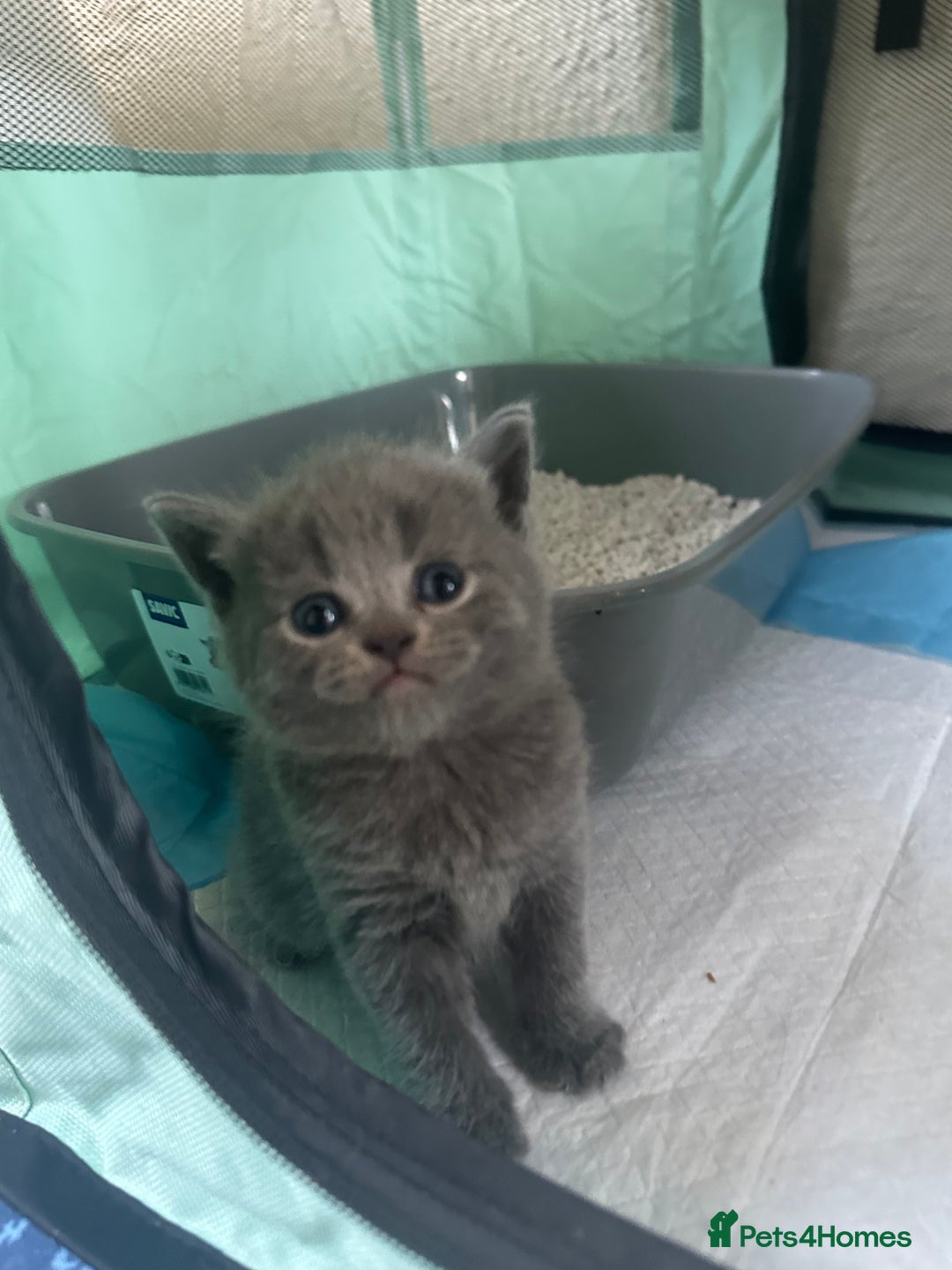 Scottish Fold cats for sale: Beautiful Scottish folds and straights kittens🎀 - Image 11