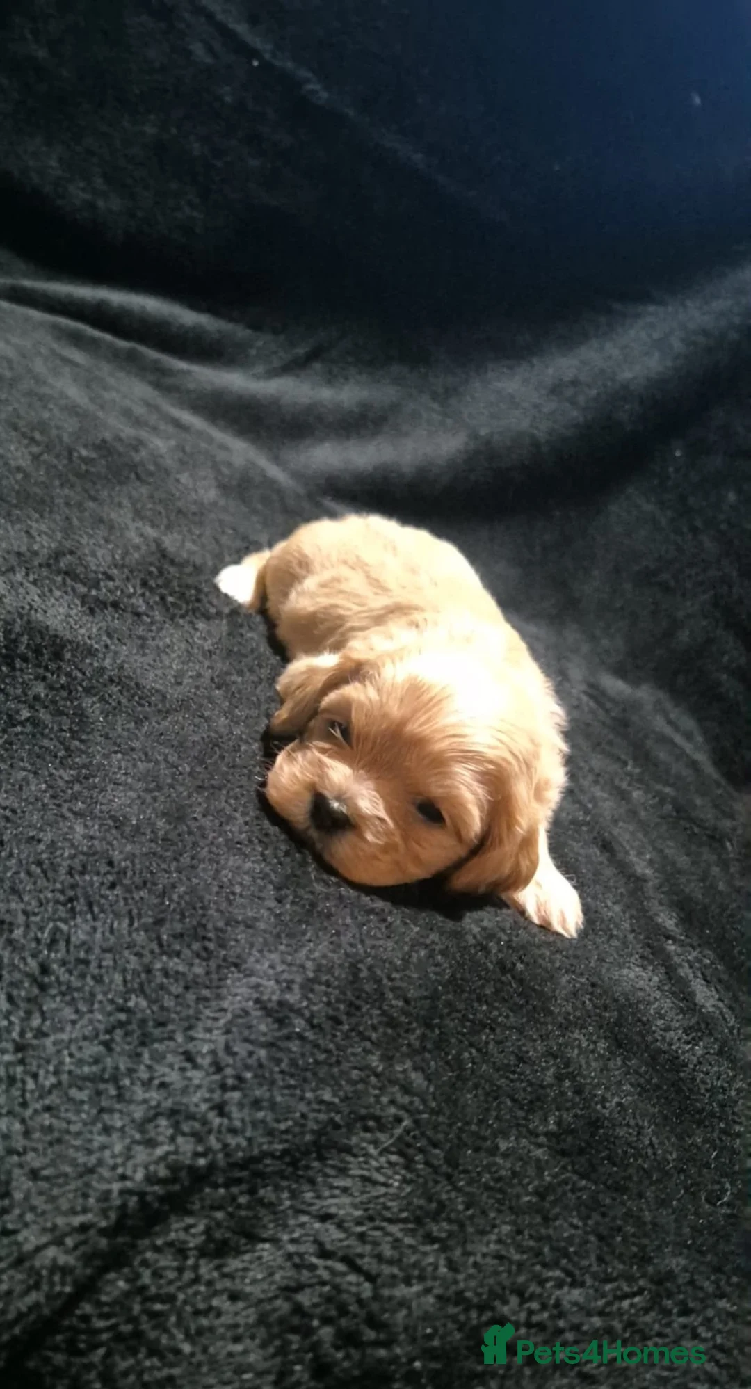 Cava Tzu dogs for sale: Cava-Tzu pups - Advert 16