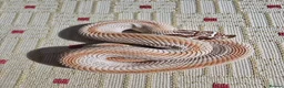 Snake reptiles for sale: Baby Western hognoses CB 26 mixed Morphs & Sex  - Advert 1