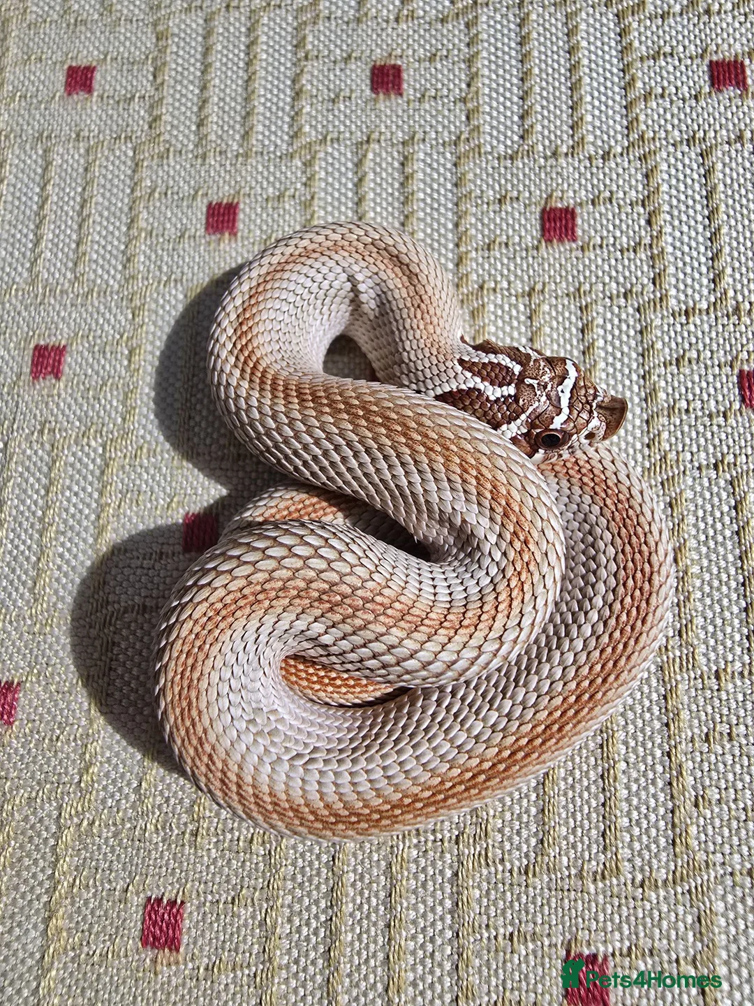 Snake reptiles for sale: Baby Western hognoses CB 26 mixed Morphs & Sex  - Advert 1