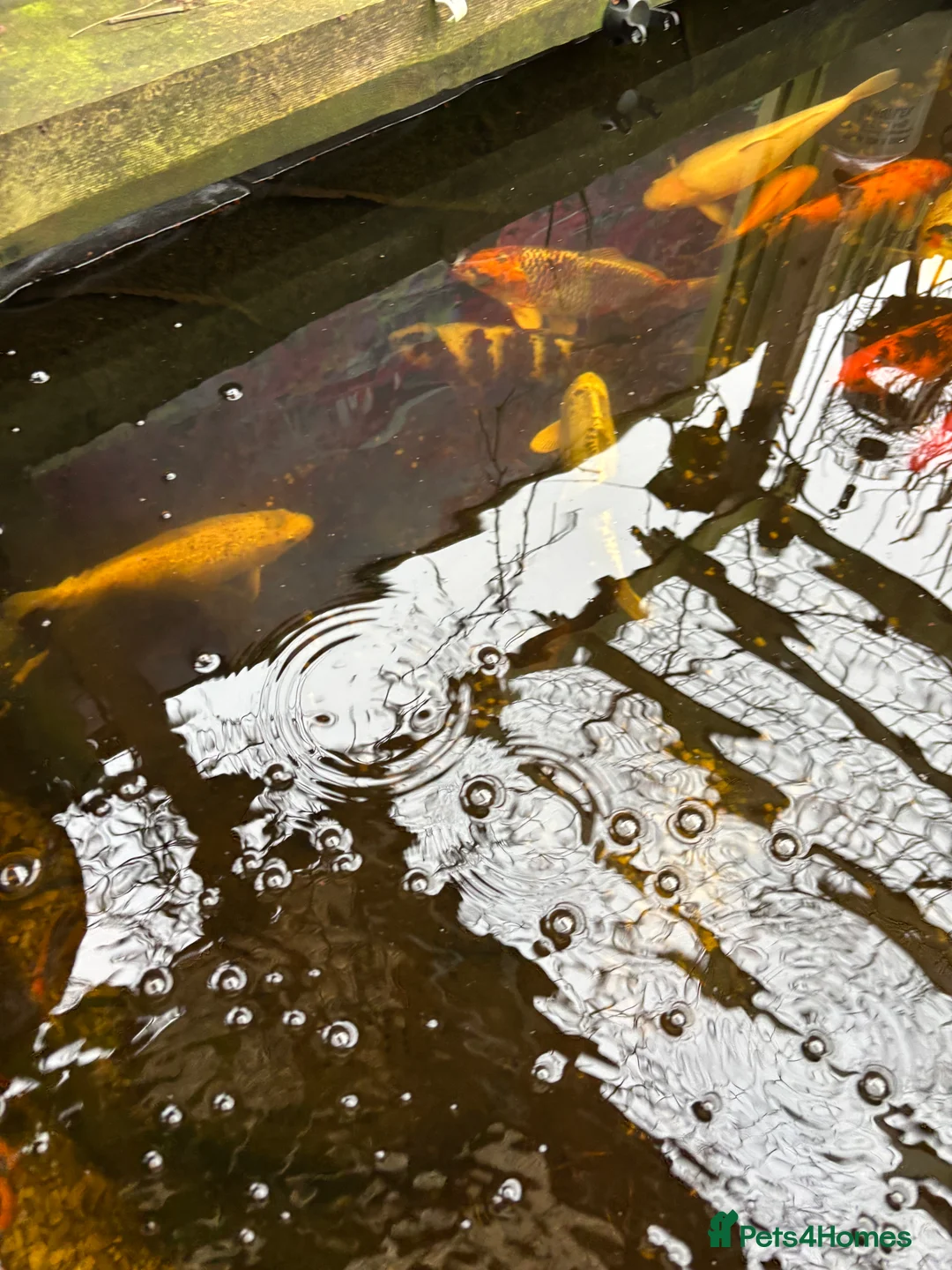 Koi Carp fish for sale: Koi carp - Advert 5