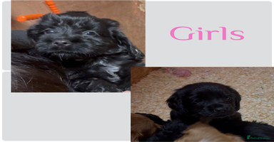 Cockapoo dogs - Advert 4