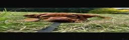 Mixed Breed dogs for sale: Beautiful Vizmaraner puppies  - Advert 6