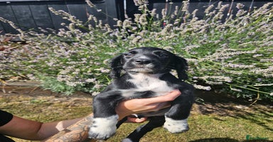 Cocker Spaniel dogs - Advert 2
