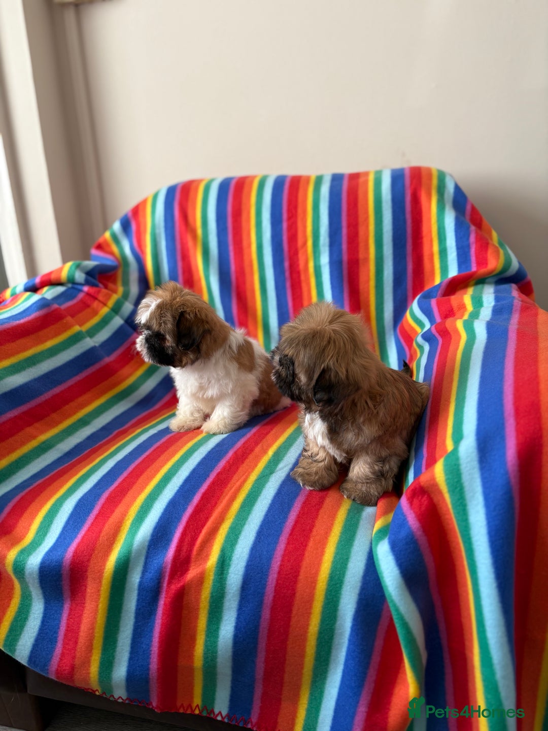 Shih Tzu dogs for sale: Shitzu - Image 4