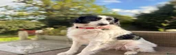 Pyrenean Sheepdog dogs for adoption: Beautiful Bamboo - Karachan Mix - Advert 4