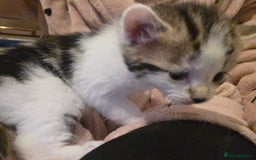 British Shorthair cats for sale: Kittens - Image 7