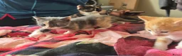 Mixed Breed cats for sale: Gorgeous kittens - Advert 4
