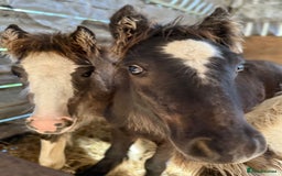 Irish Cob horses for sale: Super small, super quality mini coblets - Image 2