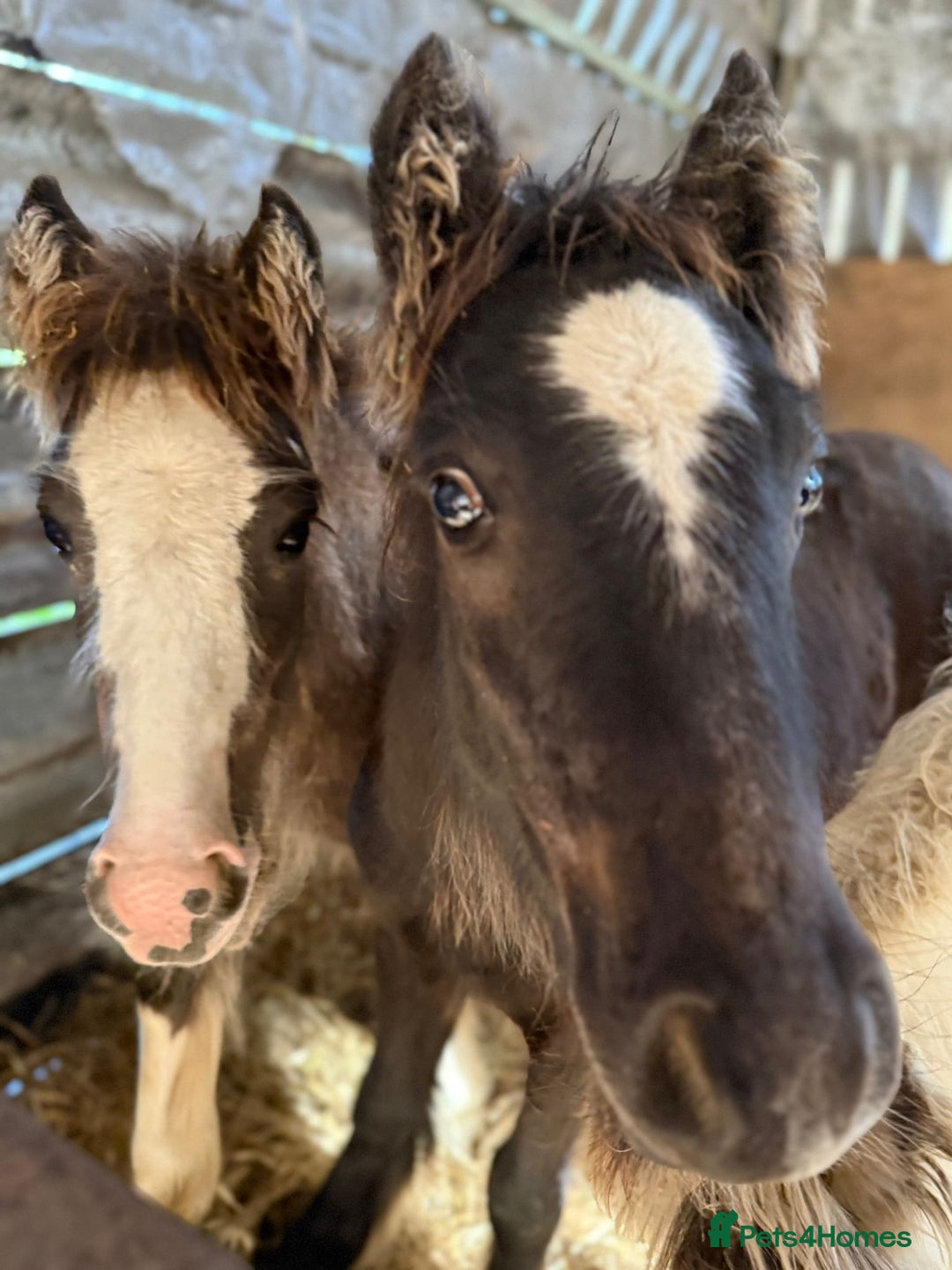 Irish Cob horses for sale: Super small, super quality mini coblets - Image 2