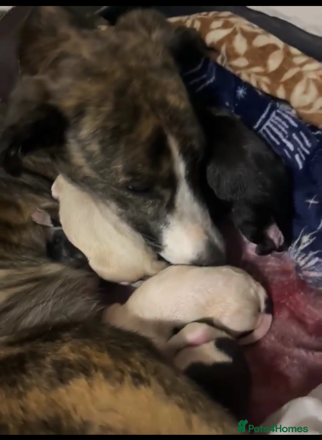 Saluki dogs for sale: Saluki - Advert 2